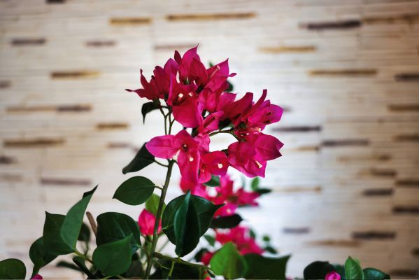 smart unit &raquo; Full-Service Digitalagentur - Agentur Inside: Sch&ouml;ne Pflanze