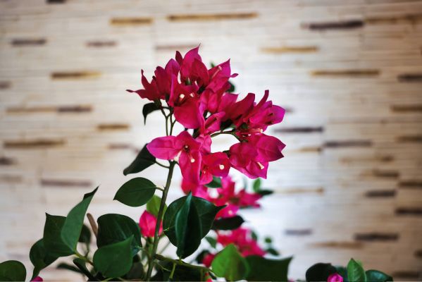 smart unit » Full-Service Digitalagentur - Agentur Inside: Schöne Pflanze